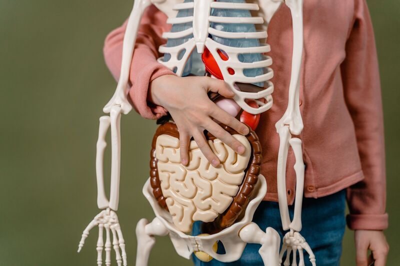 anatomie humain